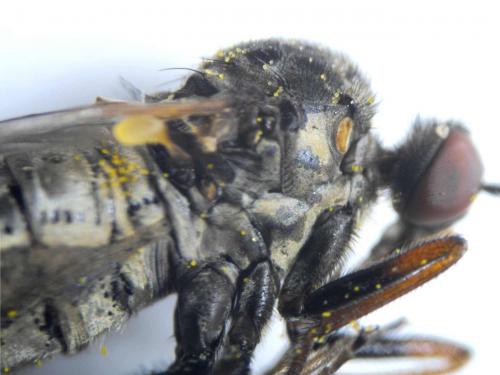 Réf. 68 482 : Empis femorata