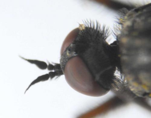 Empis femorata