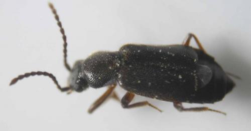Omaliinae
