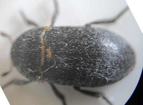 Dermestes laniarius