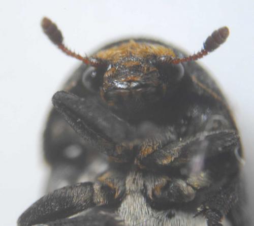 Dermestes laniarius
