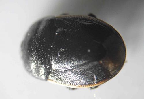 Legnotus limbosus