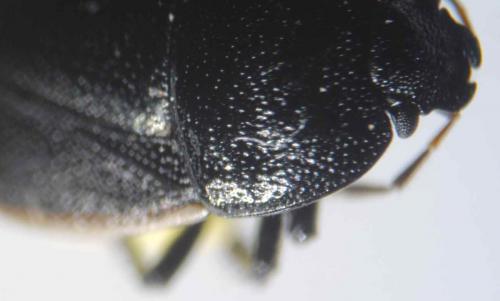 Réf. 68 751 : Legnotus limbosus