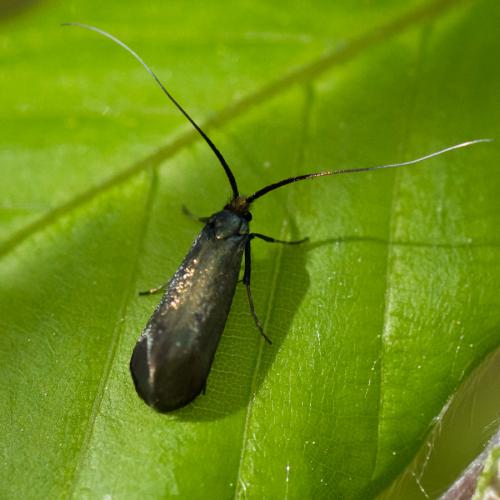 Adela reaumurella