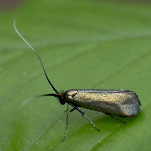 Réf. 68 212 : Adela reaumurella