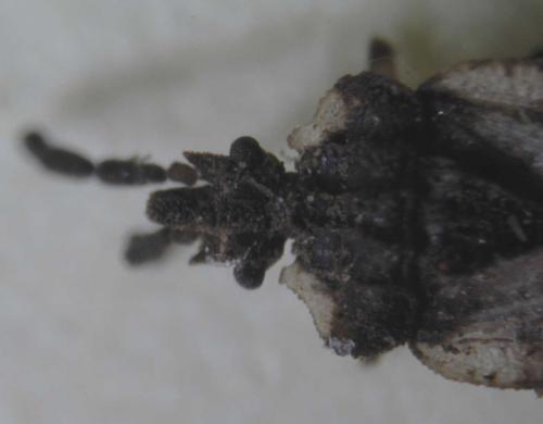 Aradus depressus