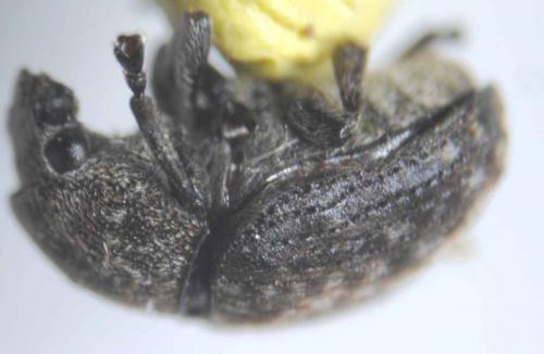 Anthribus nebulosus