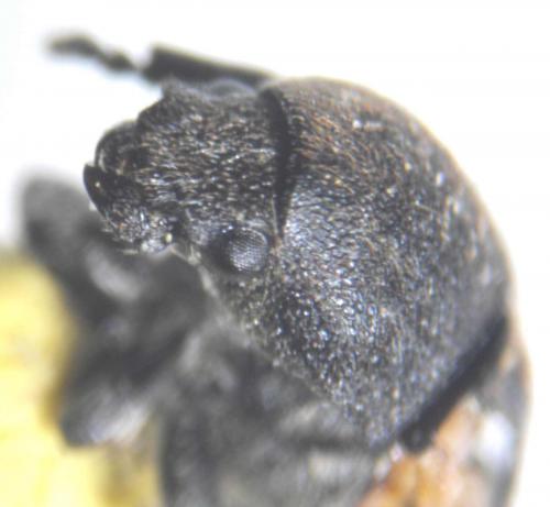 Réf. 68 805 : Anthribus nebulosus