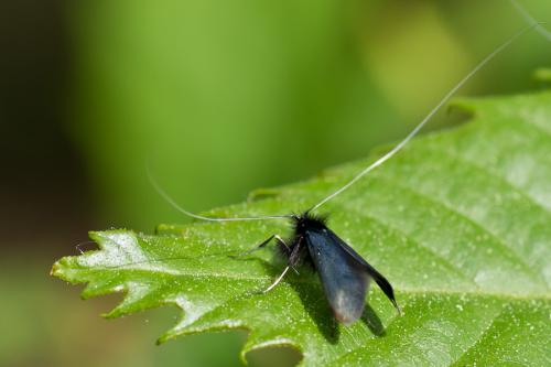 Adela reaumurella