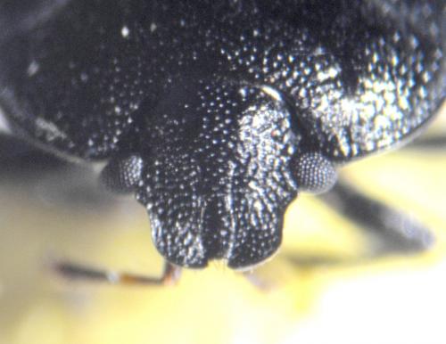 Legnotus limbosus
