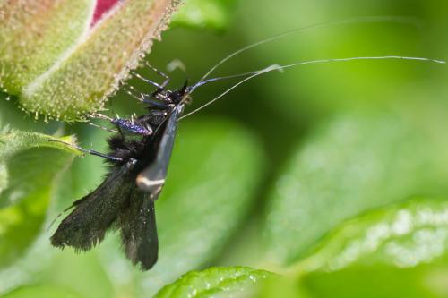 Réf. 68 346 : Adela reaumurella