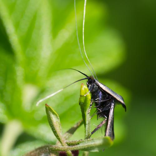 Réf. 68 347 : Adela reaumurella