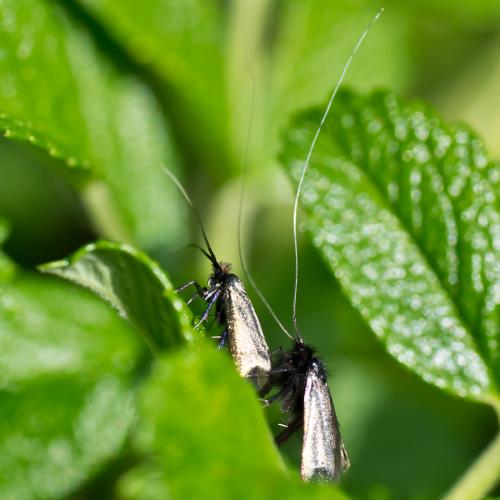 Adela reaumurella