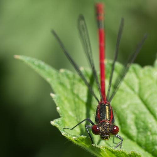 Pyrrhosoma nymphula