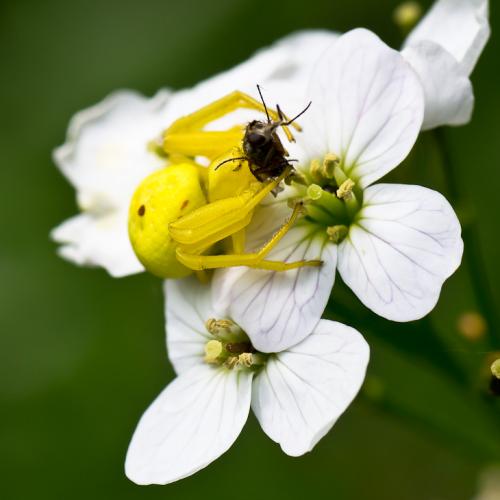 Misumena vatia