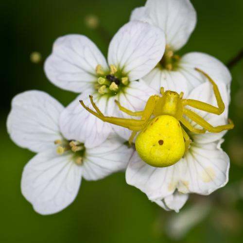 Misumena vatia