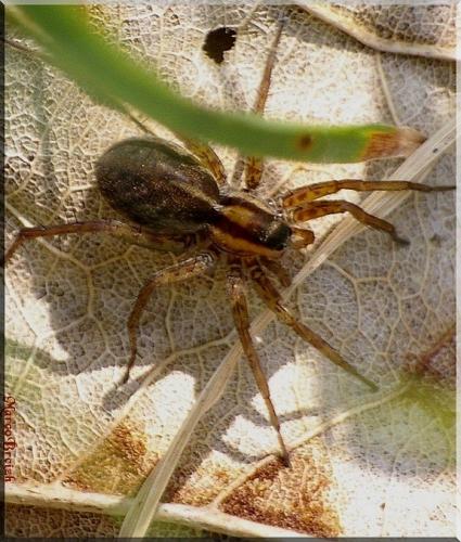 Pardosa nigriceps