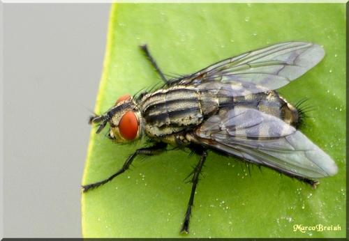 Sarcophaga sp.