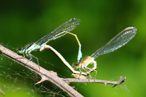Ischnura elegans