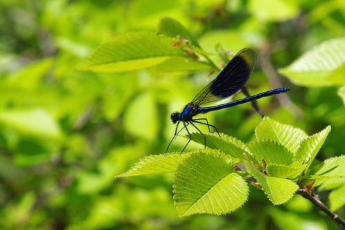 Réf. 68 243 : Calopteryx splendens