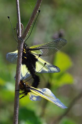 Libelloides coccajus