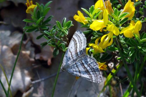 Scotopteryx coarctaria