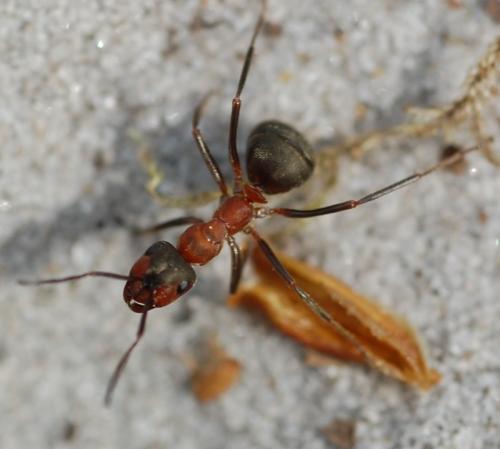 Réf. 68 214 : Formica sp.