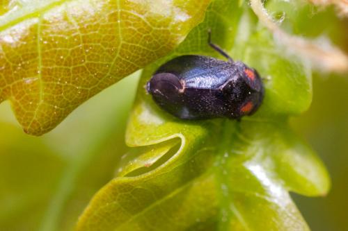 Penthimia nigra
