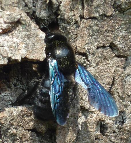 Xylocopa sp.