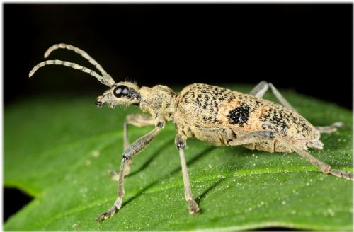 Rhagium mordax