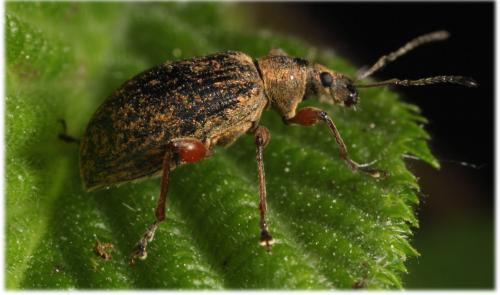 Phyllobius sp.