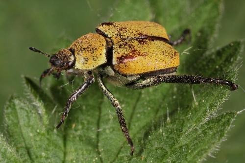 Réf. 68 791 : Hoplia argentea
