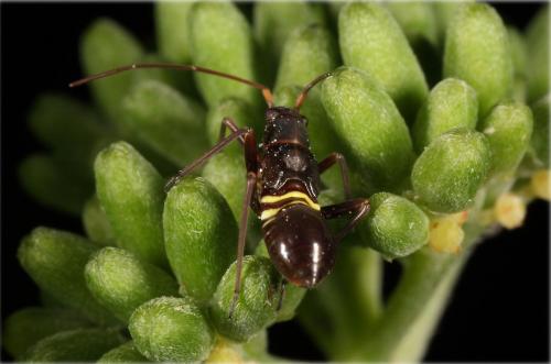 Miris striatus