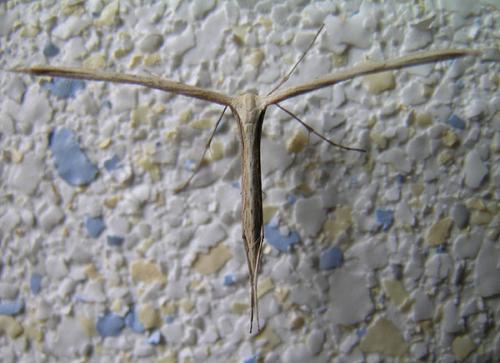 Réf. 68 020 : Emmelina monodactyla