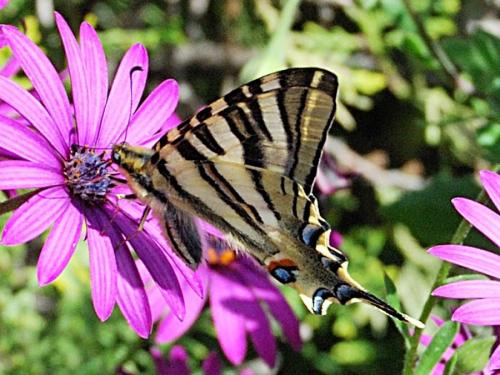 Réf. 68 462 : Iphiclides podalirius
