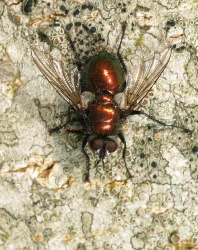 Gymnocheta viridis