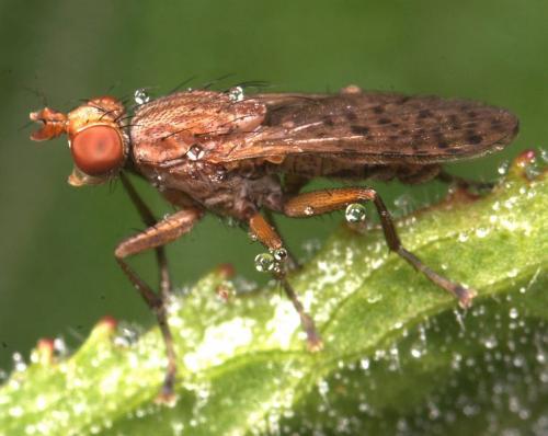 Psacadina sp.