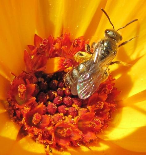 Lasioglossum sp.