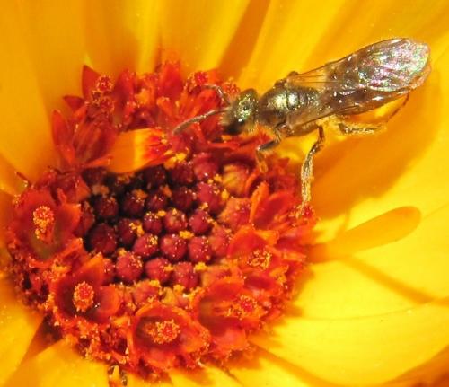 Lasioglossum sp.