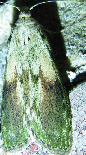 Aphomia sociella