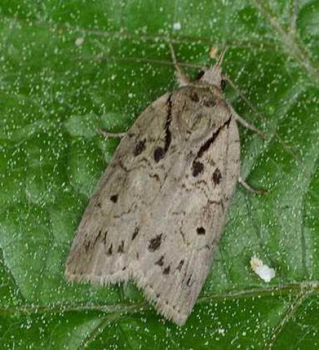 Réf. 68 186 : Nycteola sp.