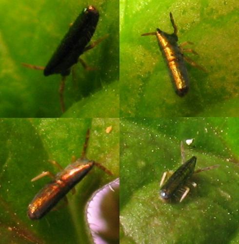 Réf. 68 998 : Lepidocyrtus paradoxus