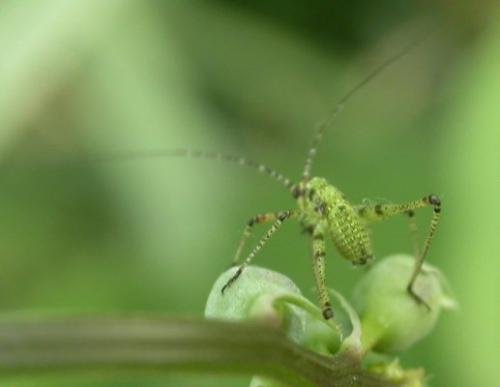 Phaneropterinae