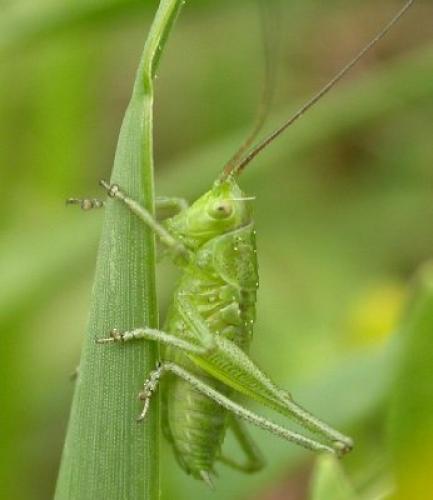Réf. 68 234 : Tettigonia viridissima