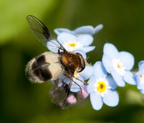Leucozona lucorum