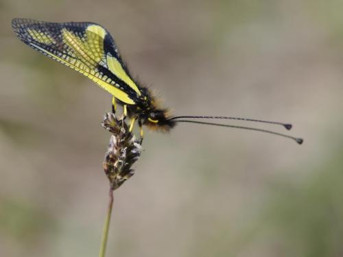 Libelloides coccajus