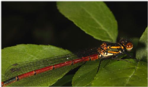 Pyrrhosoma nymphula