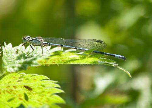 Coenagrion puella