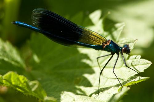 Calopteryx splendens