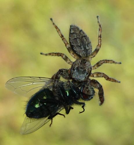 Marpissa muscosa